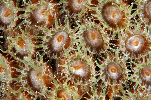 Smooth Flower Coral (Eusmilia fastigiata) photo