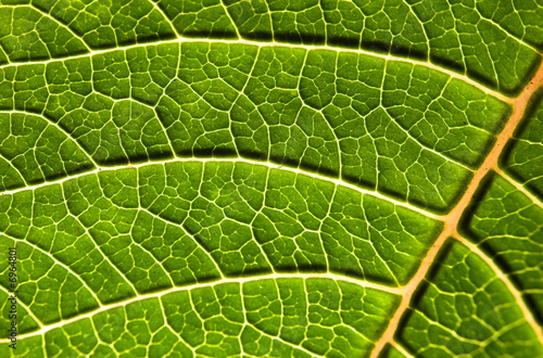 Green leaf background