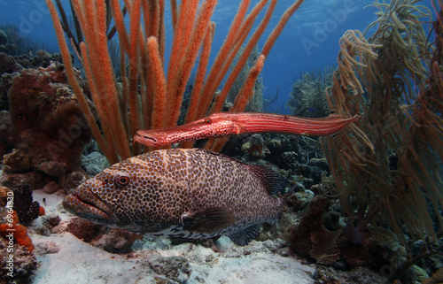 Tiger grouper & trumpet fish photo