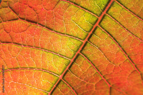 Colorful leaf background