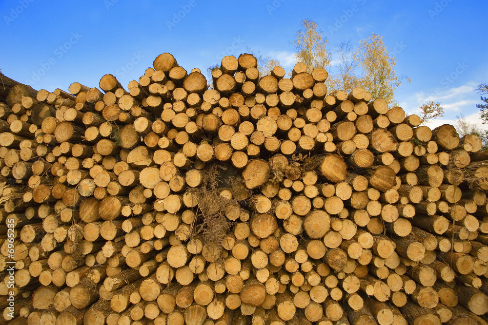 france,forêt de rambouillet : troncs de pins découpés empilés
