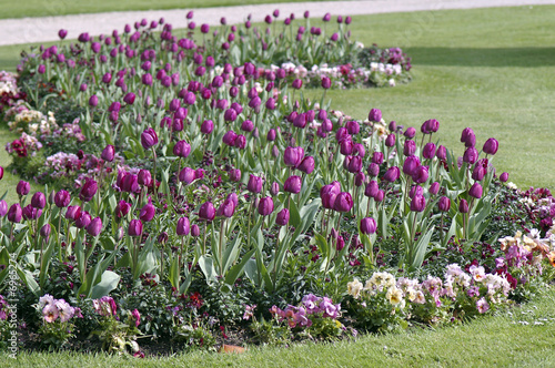 allée de tulipes