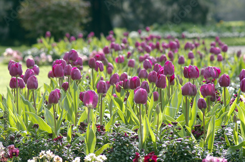 plantations de tulipes