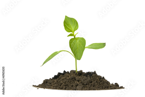 Fotografie new life