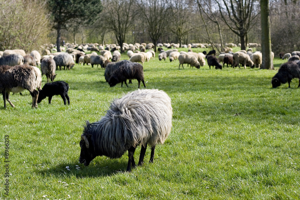 Obraz premium Lamm Ostern Schaaf