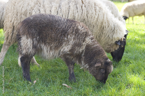 Lamm Ostern Schaaf photo