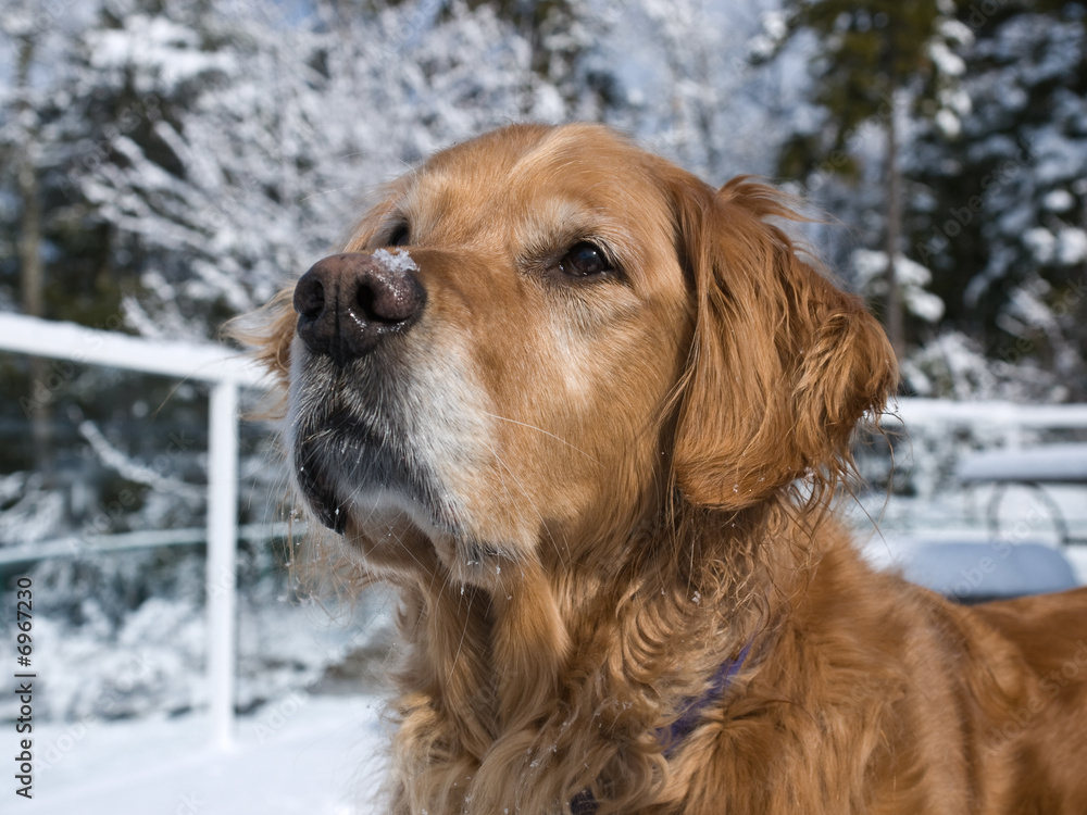 Golden Retriever and Snow Golden Retriever and Snow