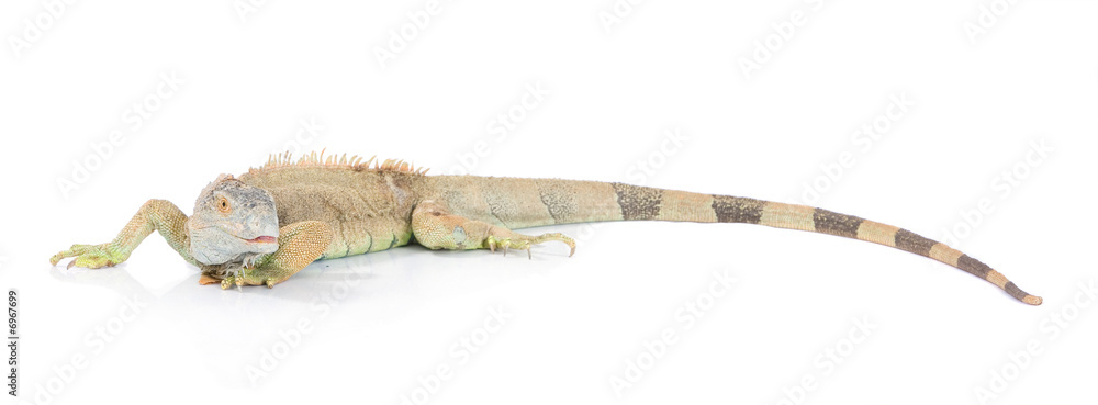 Fototapeta premium dragon