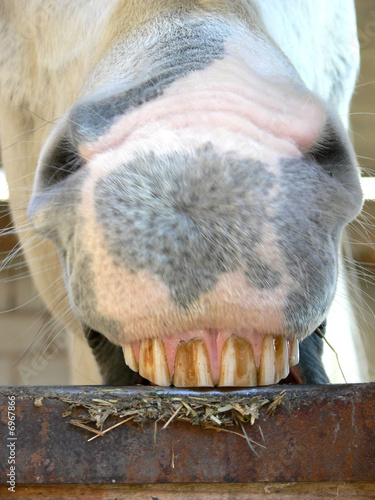 Pferd zeigt die Zähne, Schimmel