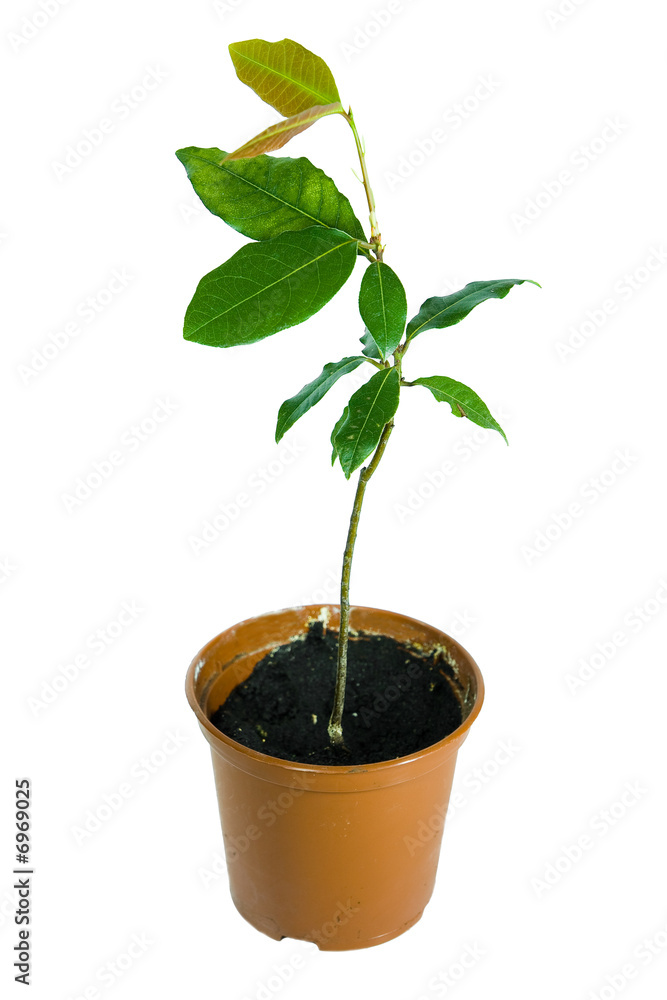 flower in pot over white background flower in pot over white background