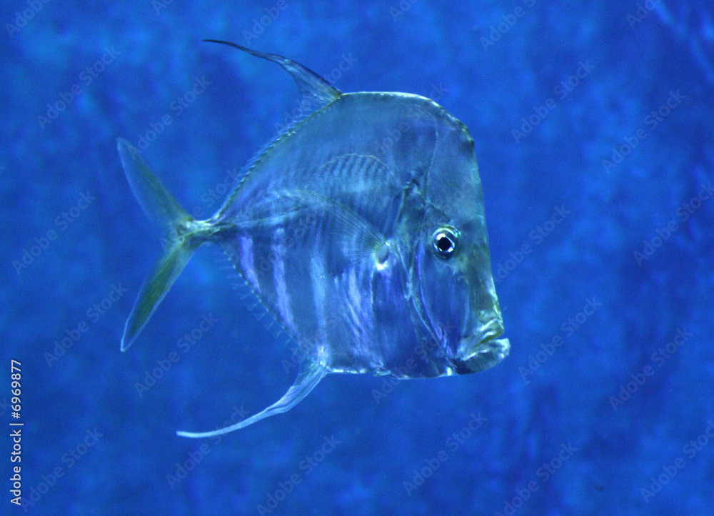 poisson transparent Photos