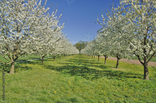 Kirschbaumblüte