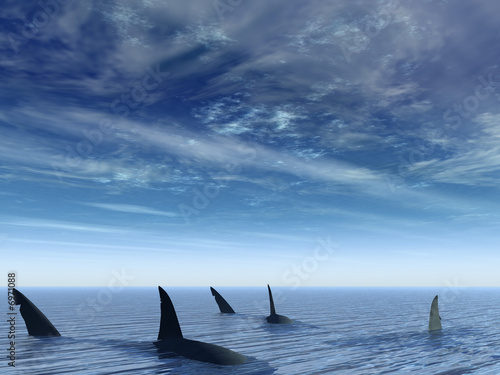Flight of sharks