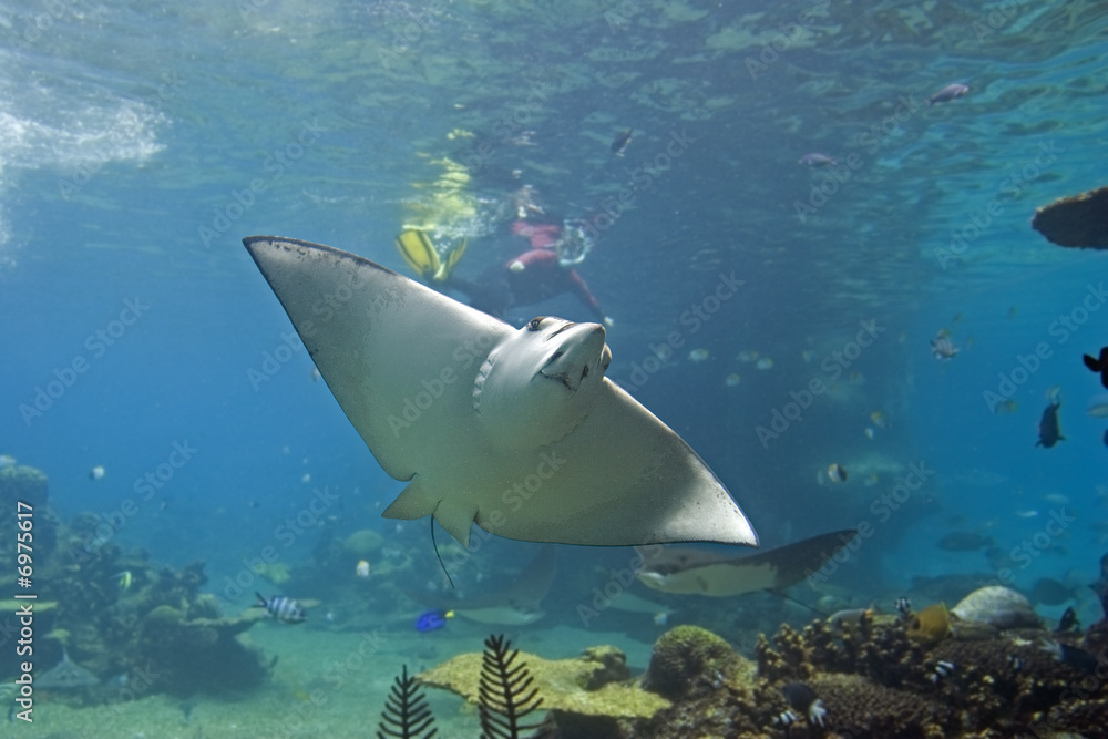 Obraz premium EagleBat