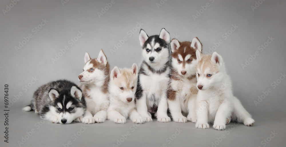 Fényképezés Siberian Husky dog puppy - az Europosters.hu