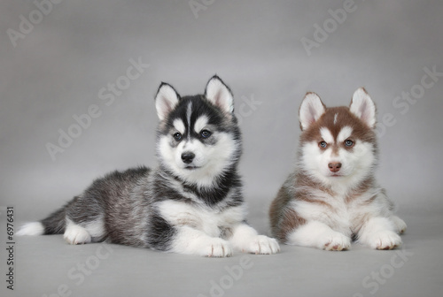 Siberian Husky dog puppies