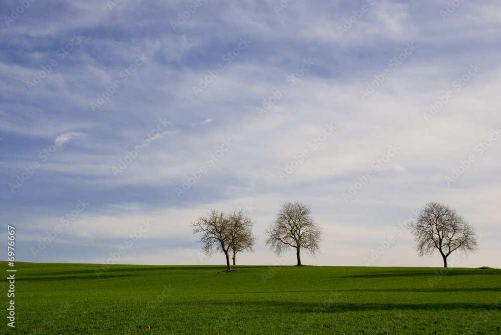 Obraz premium Bäume auf Wiese