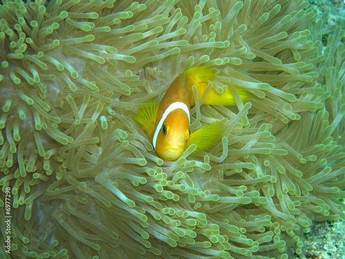 Black-footed clown fish photo