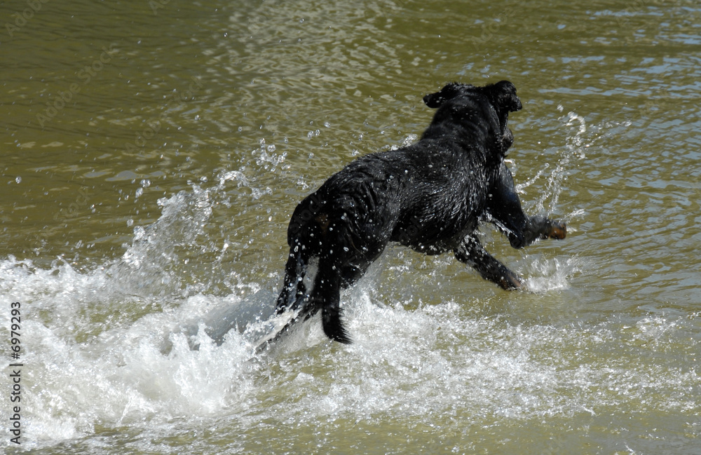 swimming french shepherd swimming french shepherd