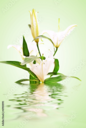 flowers with water waves
