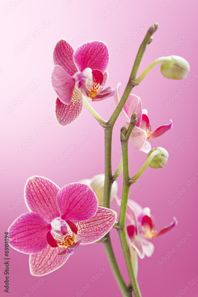 Orchid