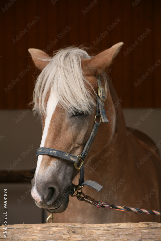 Fototapeta premium Haflinger