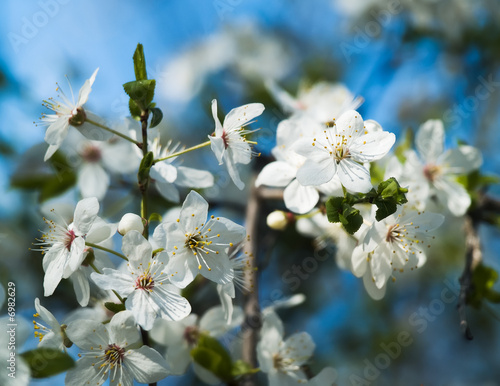 plum-tree blossoms