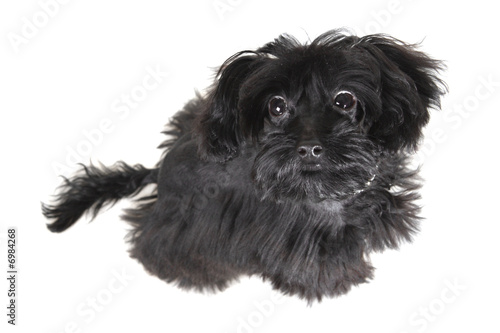 Small dog