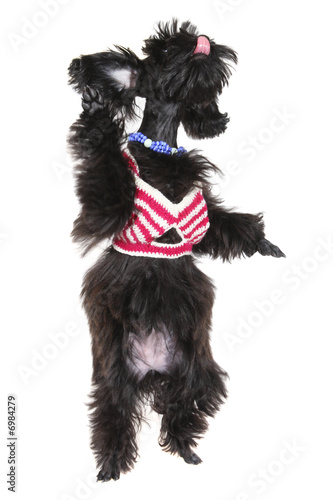 Small dog
