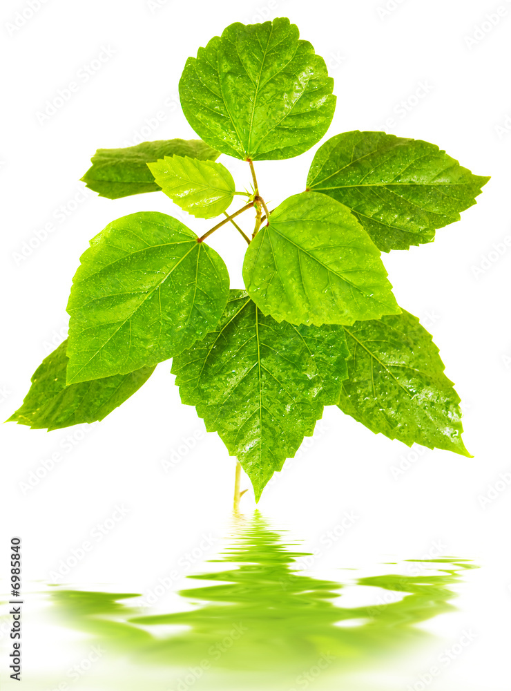 Fototapeta premium beauty lieves the background