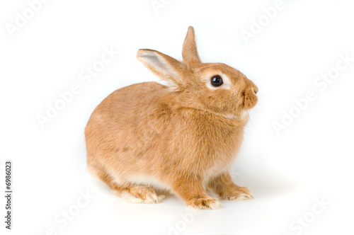 Slika na platnu Rabbit