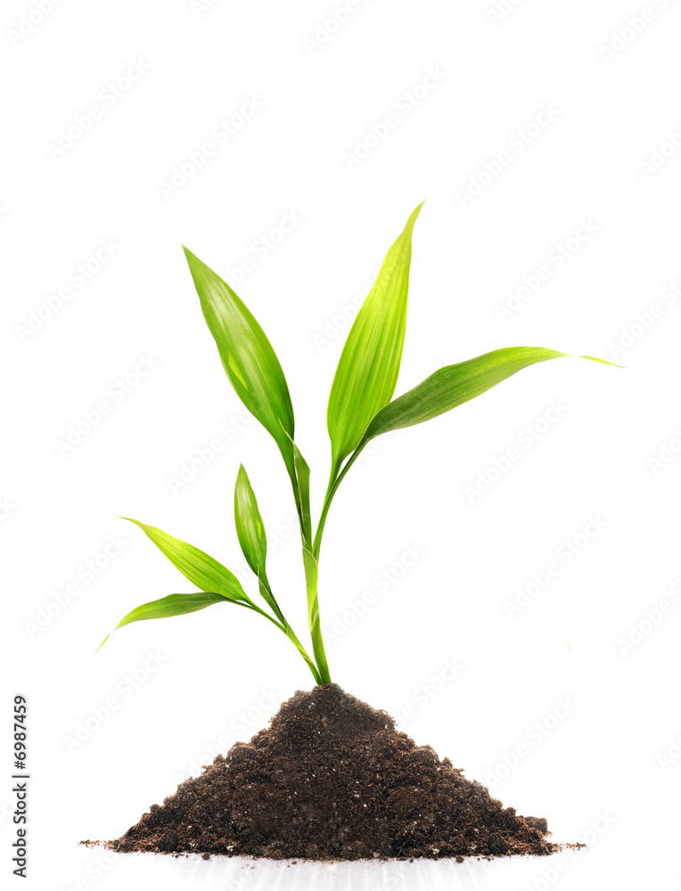 Obraz premium Young plant isolated on white background