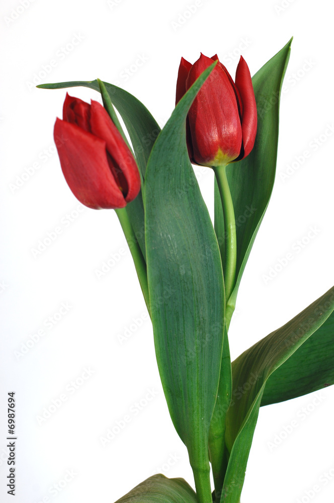 Tulpenduo Tulpenduo
