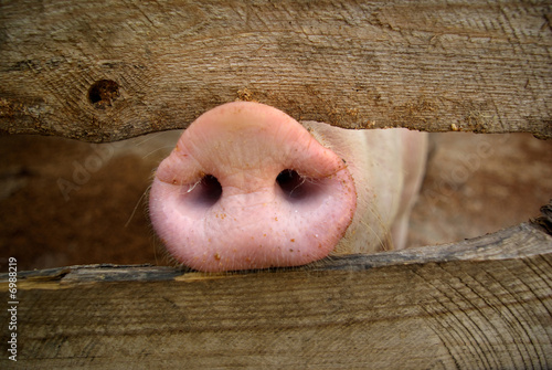 pig snout close-up