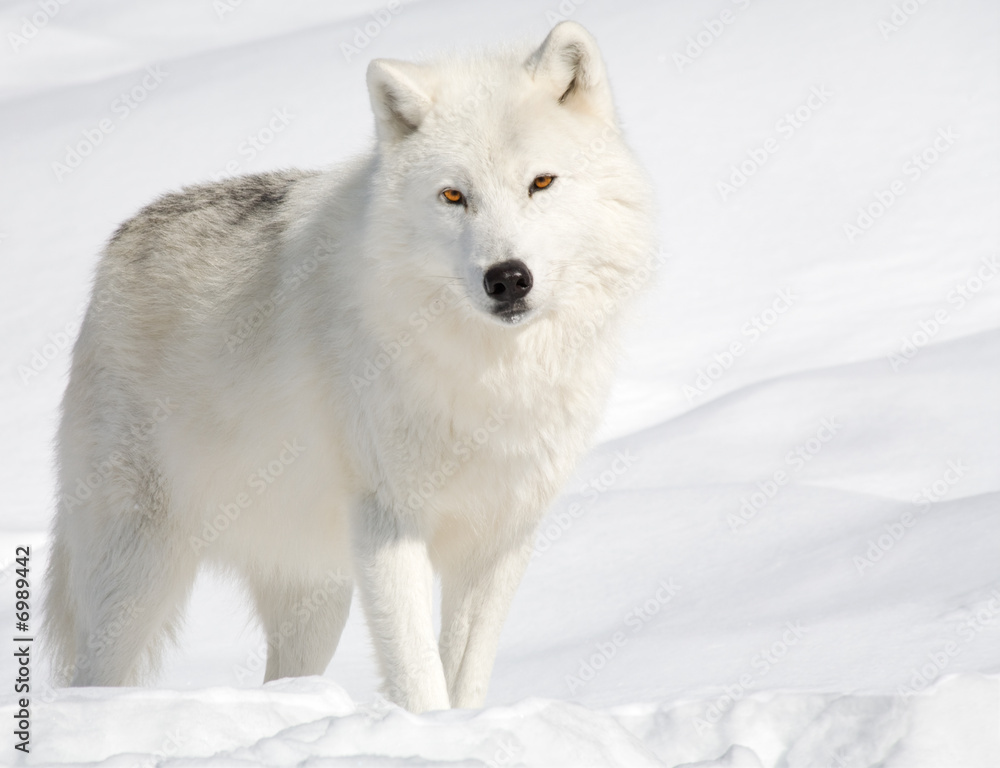 Fotografering, Billede Arctic Wolf the Snow Looking Camera på Europosters.dk