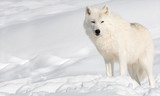 Arctic Wolf in the Snow Looking at the Camera