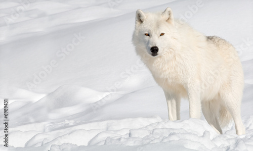 Arctic Wolf in the Snow Looking at the Camera