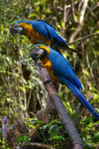 Couple d'aras bleus