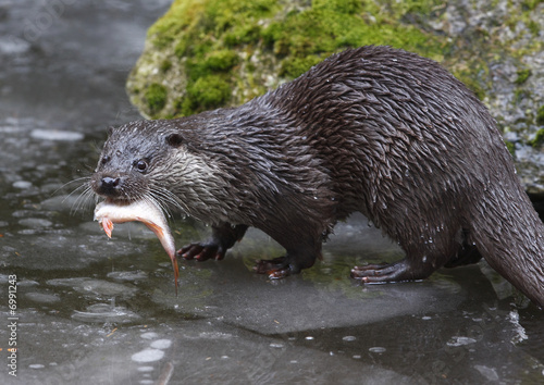 Fischotter