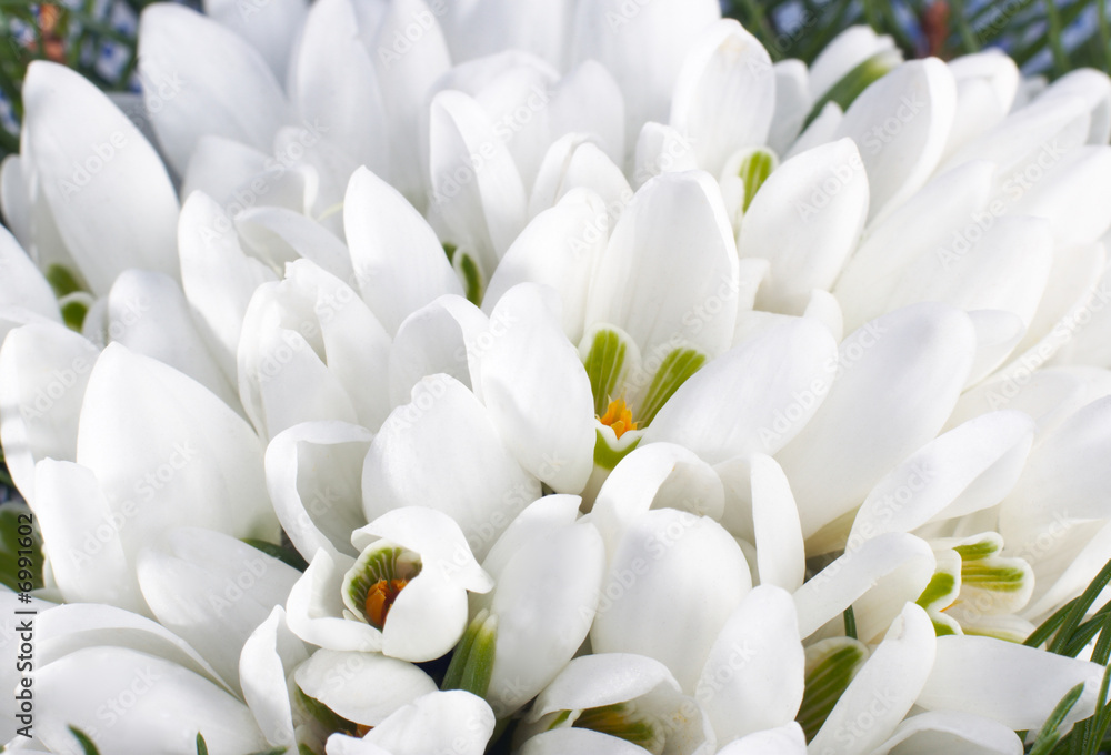 snowdrop flowers