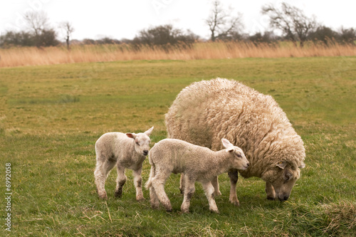 ewe with twin lambs