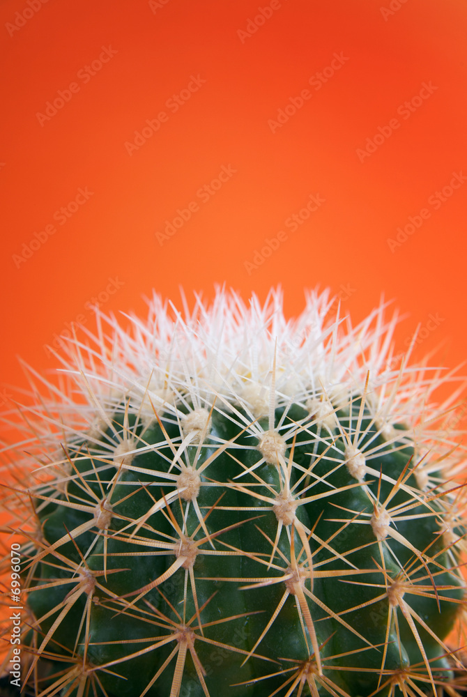 cactus isolated on orange background