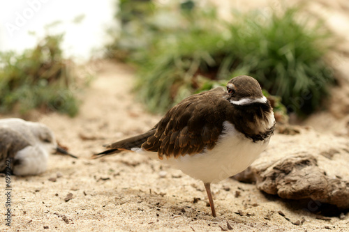 birdy