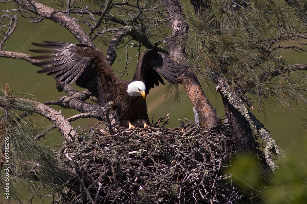 Obraz premium Landing on the Nest