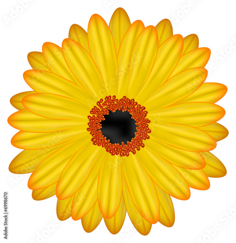 gerbera flower