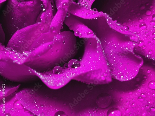 wet violet rose