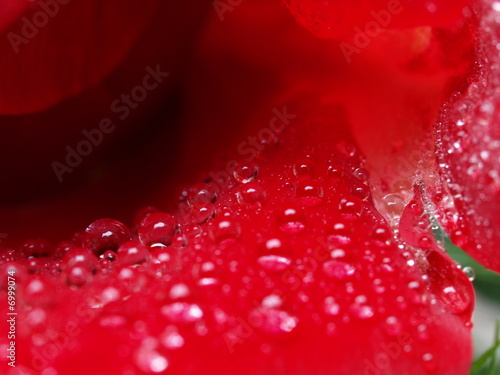 water drops on rose petal