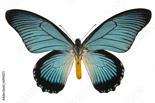 Beautiful isolated tropical butterfly
