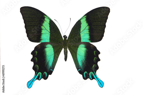 Beautiful tropical isolated butterfly
