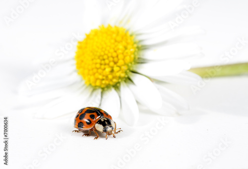 ladybug and daisy, on white